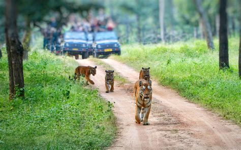 Central India Wildlife Safari | Wildlife Safari India