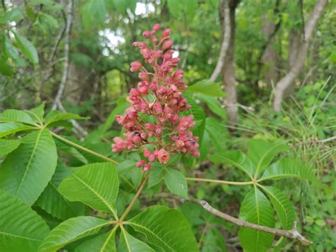 Piedmont Native Plants - Wild Ones Georgia Piedmont Chapter