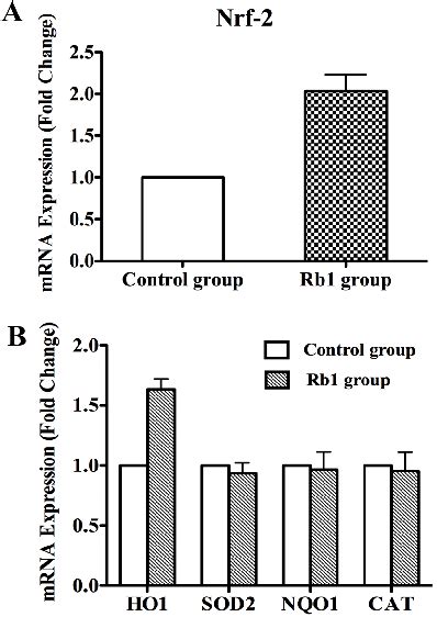 The Mrna Expression Levels Of Nrf2 Ho 1 Sod2 Nqo1 And Cat In Npcs