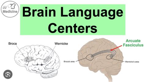 Brain Regions (Cerebral Cortex) Flashcards | Quizlet