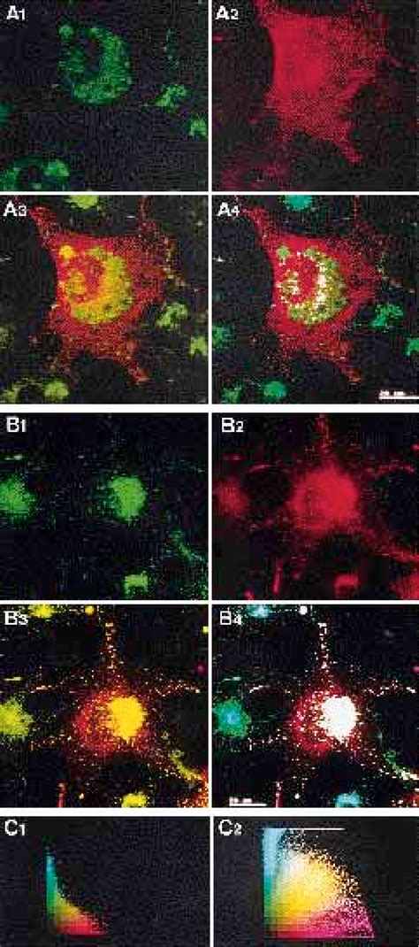 Double Immunofluorescent Detection Using Confocal Microscopy Of Lpl And