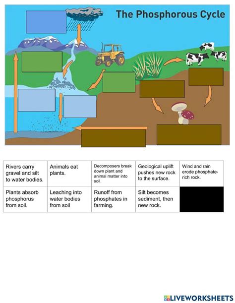 Phosphorus Cycle Online Exercise For Live Worksheets