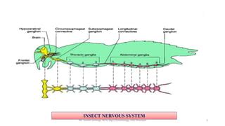 Nervous system in insects | PPT