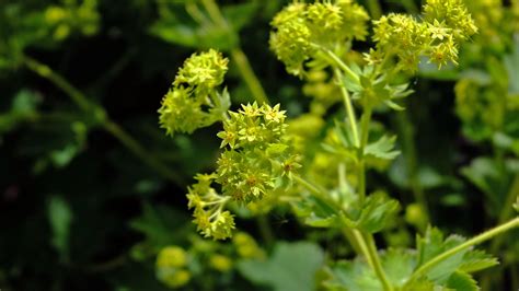 Alchemilla Speciosa Rosaceae Image At Phytoimages Siu Edu