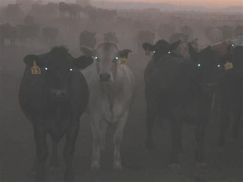 Sinister Cows Midwestern Gothic Southern Gothic American Gothic