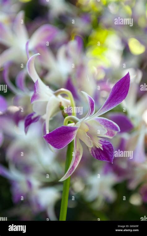 Beauty Of Dendrobium Orchids Stock Photo Alamy