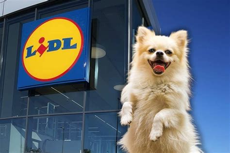 El Producto De Lidl Imprescindible Si Quieres Sacar A Pasear A Tu Perro