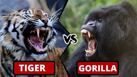 Gorilla Vs Tiger