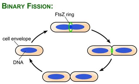 Reproduction Process And Types Of The Asexual Reproduction Science Online