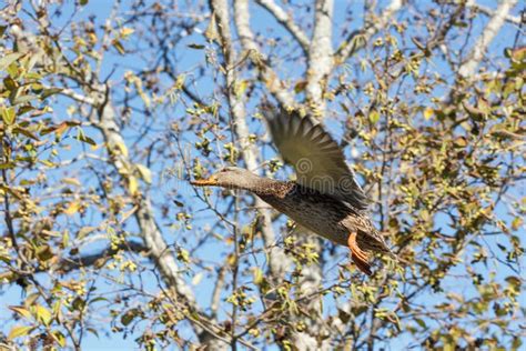 Flying Mallard duck stock image. Image of wildlife, female - 110901117