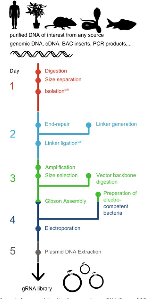 Figure 1 From A Universal Protocol For Large Scale GRNA Library