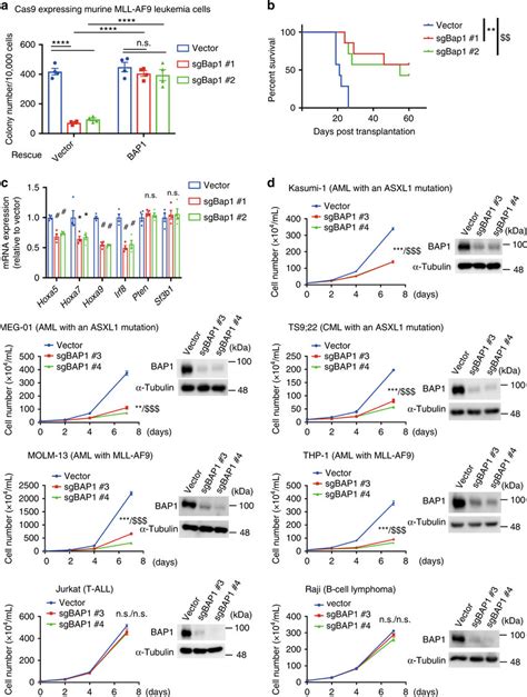 BAP1 Depletion Inhibits The Growth Of Myeloid Leukemia Cells With ASXL1