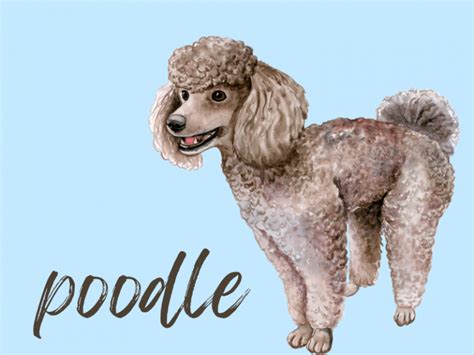 Basenjidoodle: The Basenji Poodle Mix [Breed Guide]