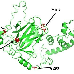 Carton Representation of the TP53 Protein. TP53 protein structure and ...