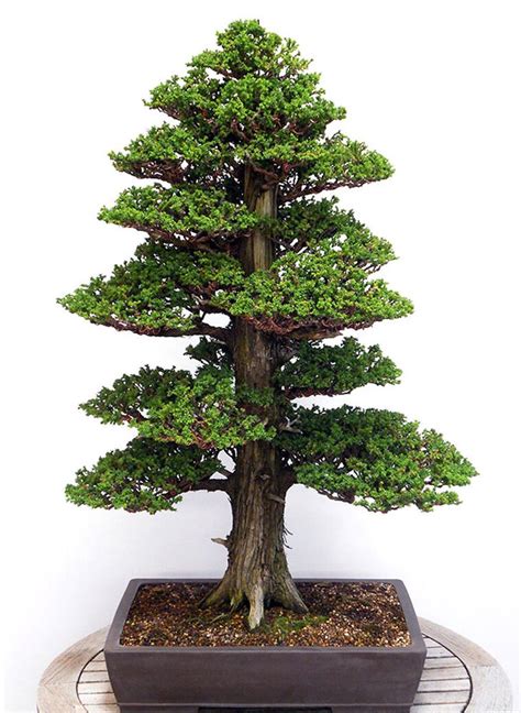 Japanese Cedar Seeds Yugen Bonsai Premium Bonsai Sets Seeds And Pots