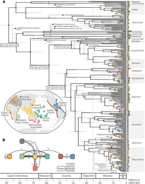 Time frame of diversification and biogeographic evolution of... | Download Scientific Diagram