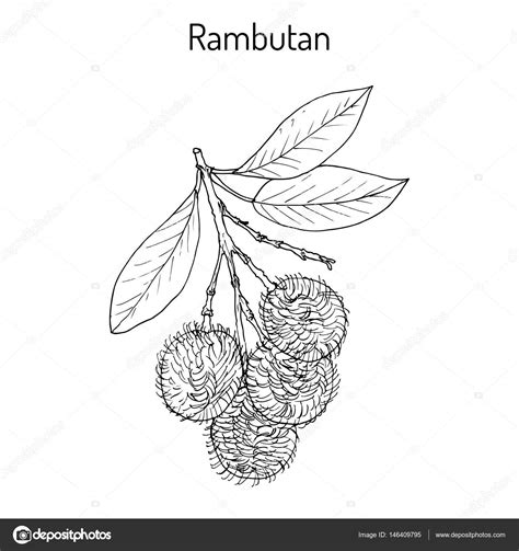 buku mimpi 2d bergambar rambutan 10