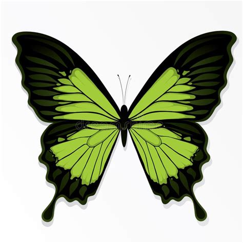 Green Butterfly Drawing