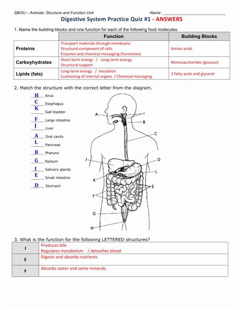 Digestive System Labeling Worksheet