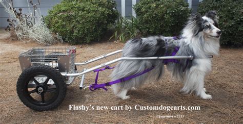 Custom Dog Carts Manufacturing And Selling The Finest Dog Carts For