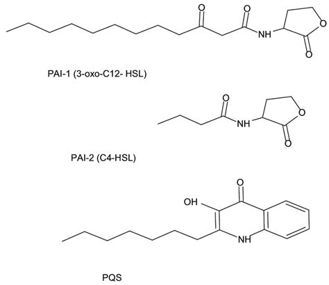 Quorum Sensing Molecules In Pseudomonas Aeruginosa Pao The Three