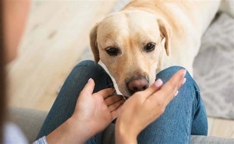 Los mejores perros para convivir con niños