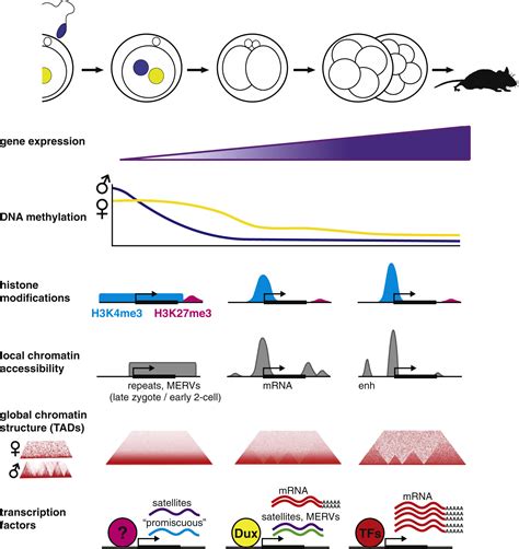 Zygotic Genome Activation In Vertebrates Developmental Cell