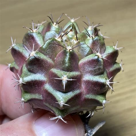 Gymnocalycium Mihanovichii Purple Nebula Cactus Shop