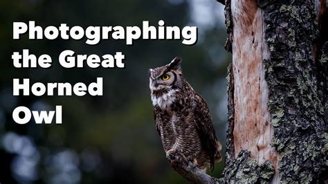 Photographing A Great Horned Owl Youtube