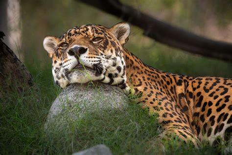 Farewell to Kaloa the Jaguar - Los Angeles Zoo and Botanical Gardens