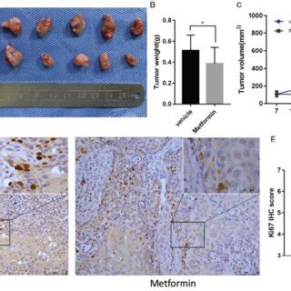 Metformin Inhibited Oscc Tumor Growth In Nude Mice A Macroscopic