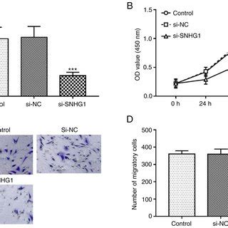 Knockdown Of SNHG1 Inhibits Cell Proliferation And Migration Of