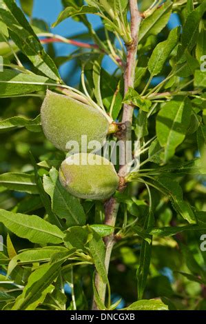 Almendro Prunus Dulcis Syn Prunus Amygdalus Libro De Nica