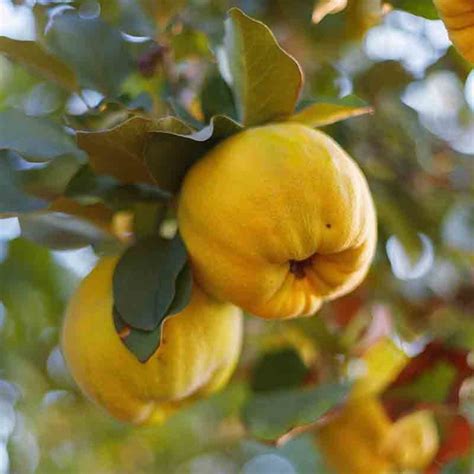 Quince Champion Fruiting Trees Gardenworld