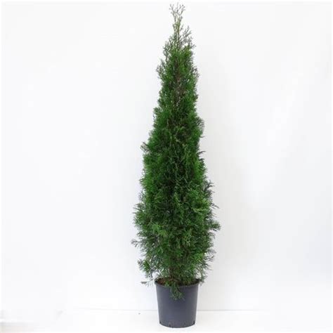 Thuja Occidentalis Smaragd Plant Wholesale FlorAccess