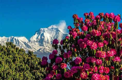 Laliguras National Flower Of Nepal