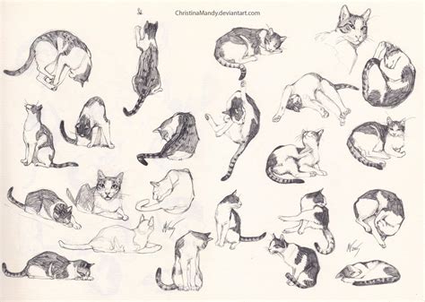 My cat- sketches by ChristinaMandy on DeviantArt