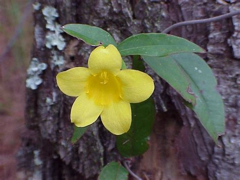 Carolina Jessamine Sharons Florida