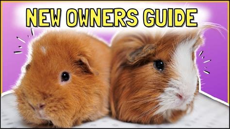 Beginners Guide Become A Guinea Pig Owner In Housepetscare