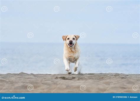 Perro Feliz En El Mar Pareja De Lindos Recuperador De Labradores En