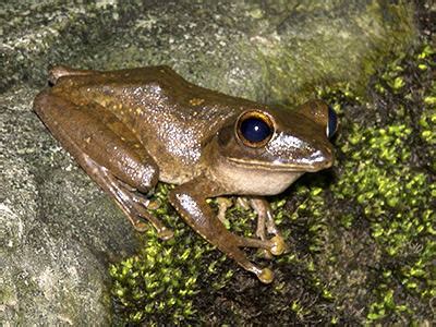 brown tree frog polypedates megacephalus