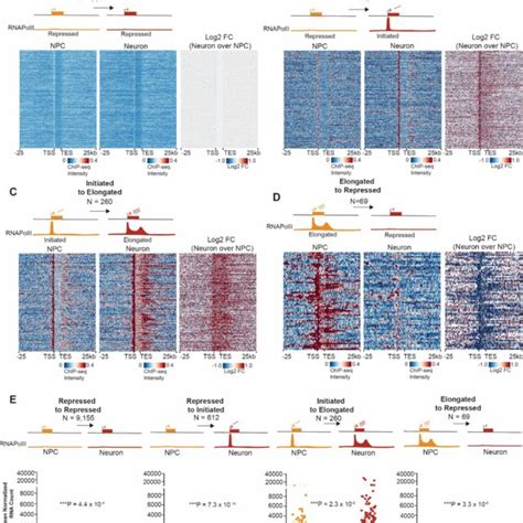 Dynamic Rnapolii Occupancy Patterns During The Cell Fate Transition