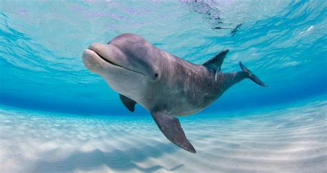 Its Almost National Dolphin Day How Much Do You Know About These