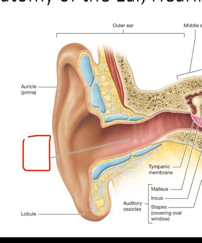 Anatomy And Physiology Lab Special Senses Flashcards Quizlet