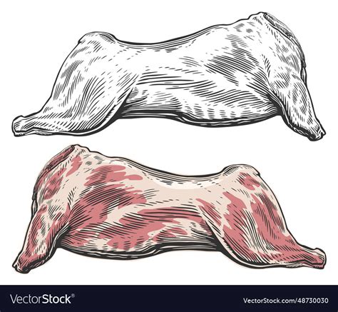 Whole raw meat carcass Royalty Free Vector Image