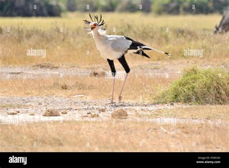 Secretary Bird Sagittarius Serpentarius In Amboseli Kenya Stock