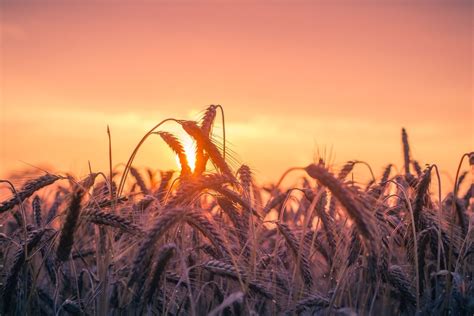 What Does It Mean The Harvest Is Plenty But Laborers Are Few