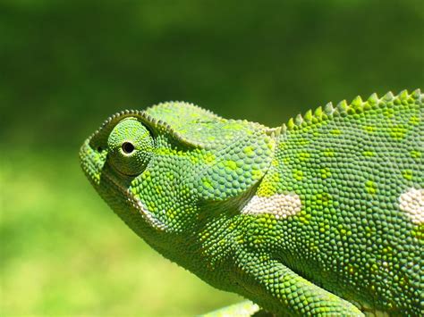 Chameleon