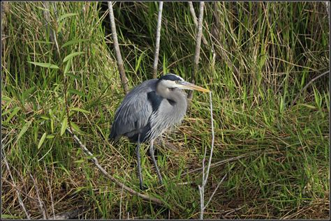 Great Blue Heron 2 Field Marks Large Gray Blue Heronwhit Flickr