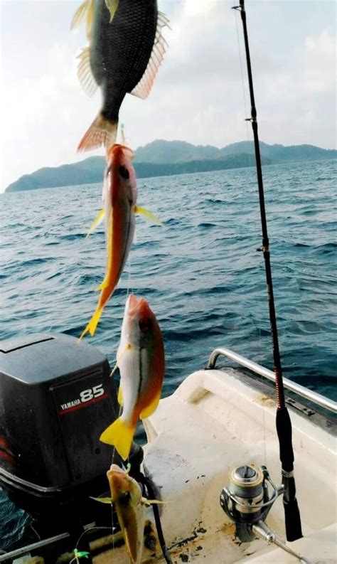 Pancing Ikan Laut Dalam / 9 Teknik Mancing Di Laut Bagi Pemula - Erling Larson